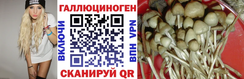 купить закладку Камешково Галлюциногенные грибы GOLDEN TEACHER